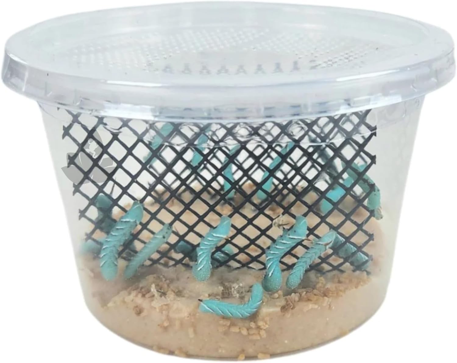 Josh's Frogs Hornworms Habitat Cup (12x6 Count Cup)
