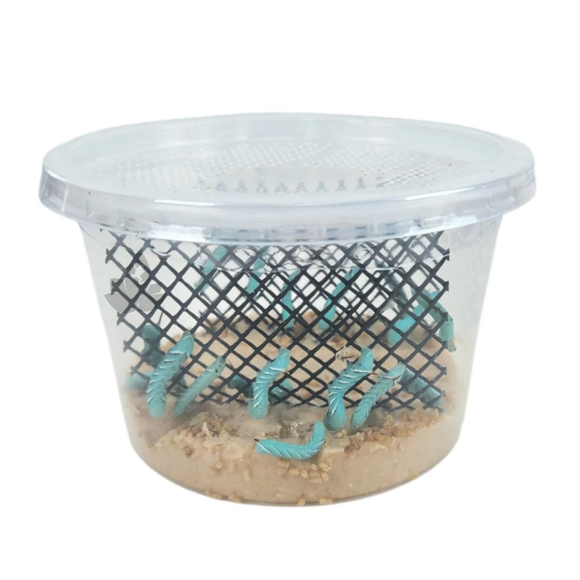 Josh's Frogs Hornworms Habitat Cup (12 Count Cup)