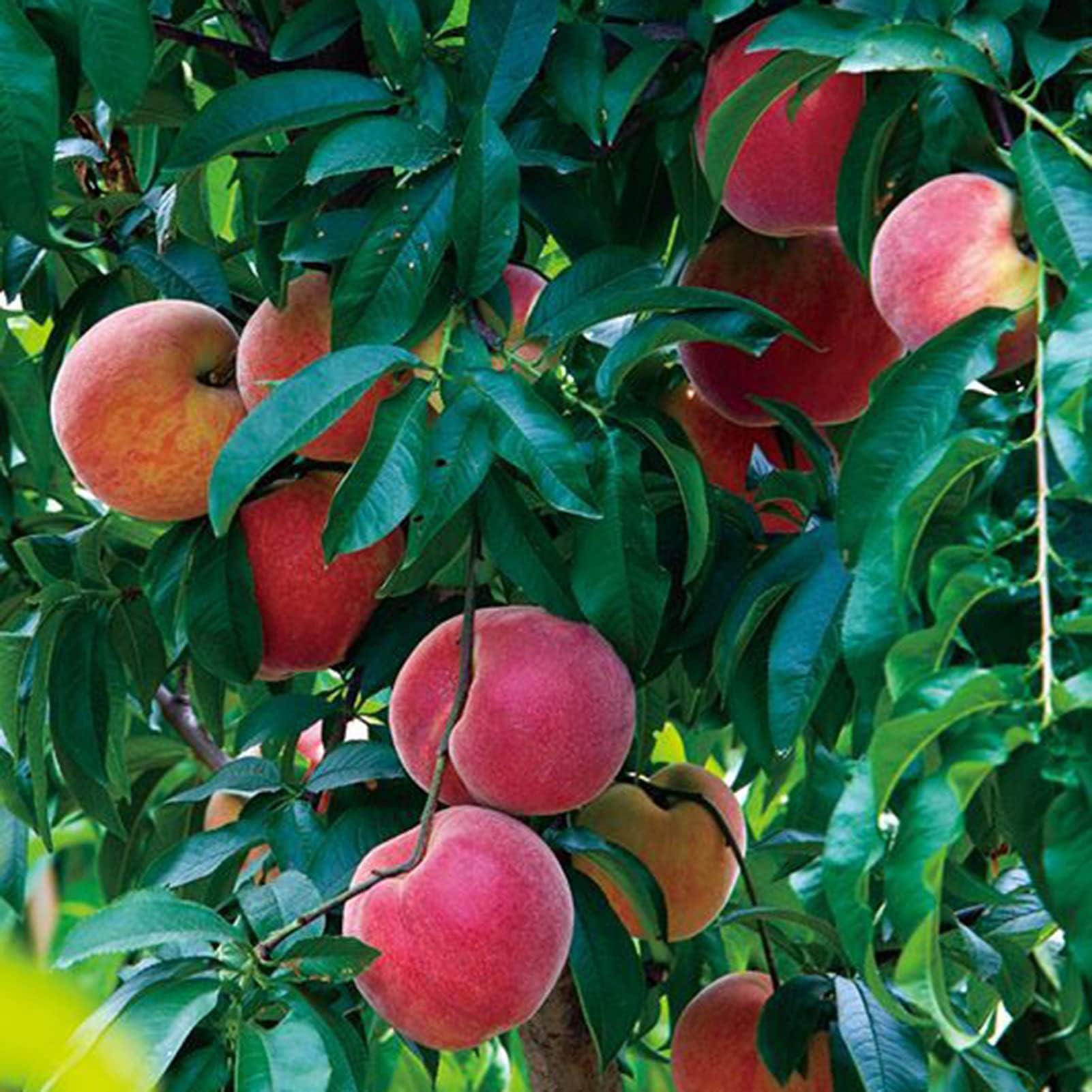 seeds 100Pcs Dwarf Fruit Tree Seeds Apple Cherry Pear Plum Small Perennial Fruit Tree Garden Plants in Flower Pots Fruit Seeds