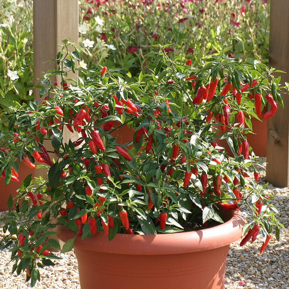 Chilli Pepper Plug Plants. 'Apache'. AGM Winner. Compact, Spicy Pepper. Value Plug Plant x 5. Available from Bedwen Plants