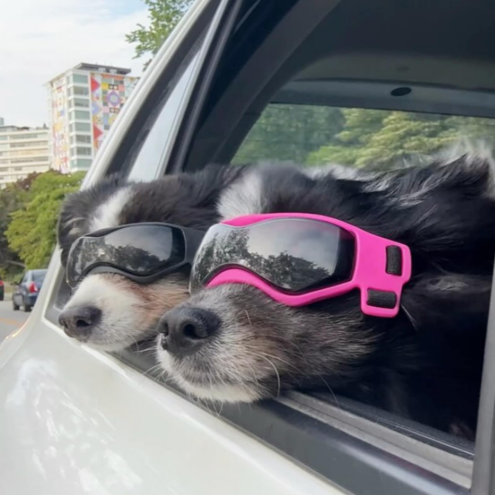 Namsan Gafas para perros de razas pequeñas, protección UV para perros pequeños, lentes de sol para cachorros, resistentes al viento, a prueba de polvo, protección ocular para conducir, ajustables