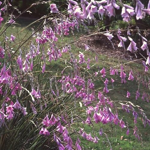 Plant Theory Angel's Fishing Rod Perennials Flowering Plants Dierama Pulcherrimum 1L Pot