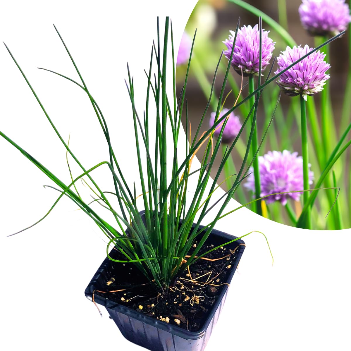 Smoke Camp Crafts Organic Chives Plant, (Allium schoenoprasum) 2.5-inch Pot - Kitchen Garden Herbs Live Plant