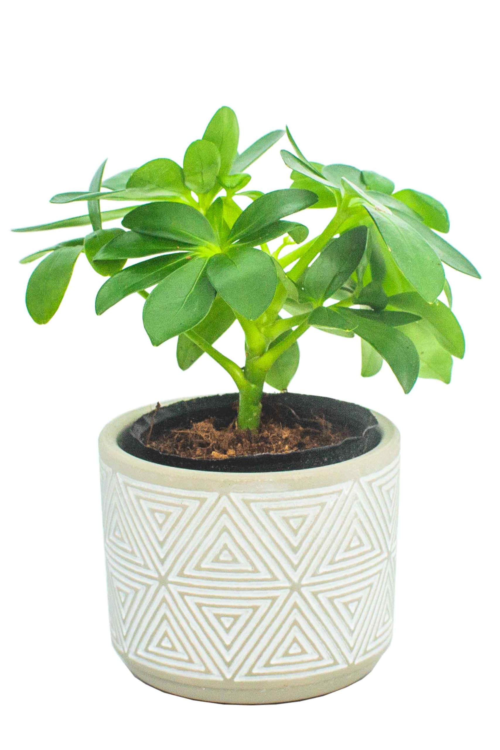 観葉植物 アオダモ 特大 山取り 良株 株立 227 樹高1.9m位 美しい樹形 庭木