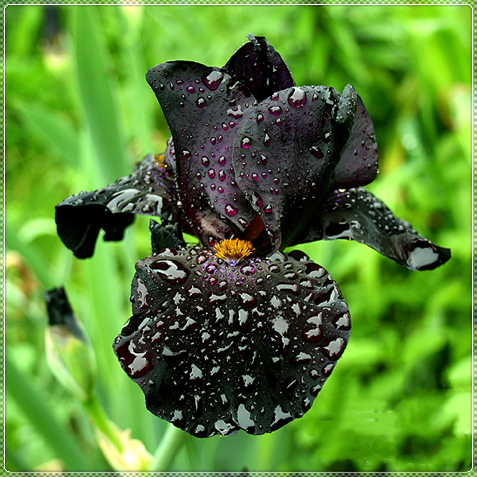 Bearded Iris Bulbs for Planting,Bearded Iris Bulbs Mix,Excellent Display Indoor Perennial Balcony Garden Bulbs,Bearded Iris,Flowering Rhizome-3bulbs-E