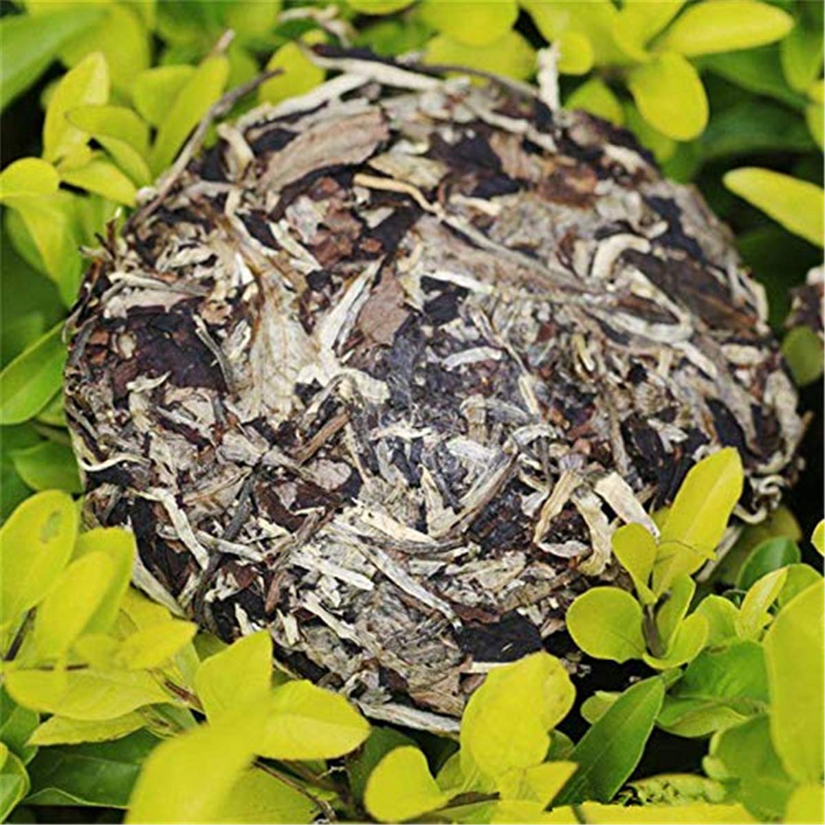 100g (0.22LB) Roher Pu'er Tee Moonlight Old Puer Tee Grüner Tee Pu-Erh Tee MengHai Pu Erh Tee Chinesischer Tee Gesunder Puerh Tee Grün Guter Sheng Cha