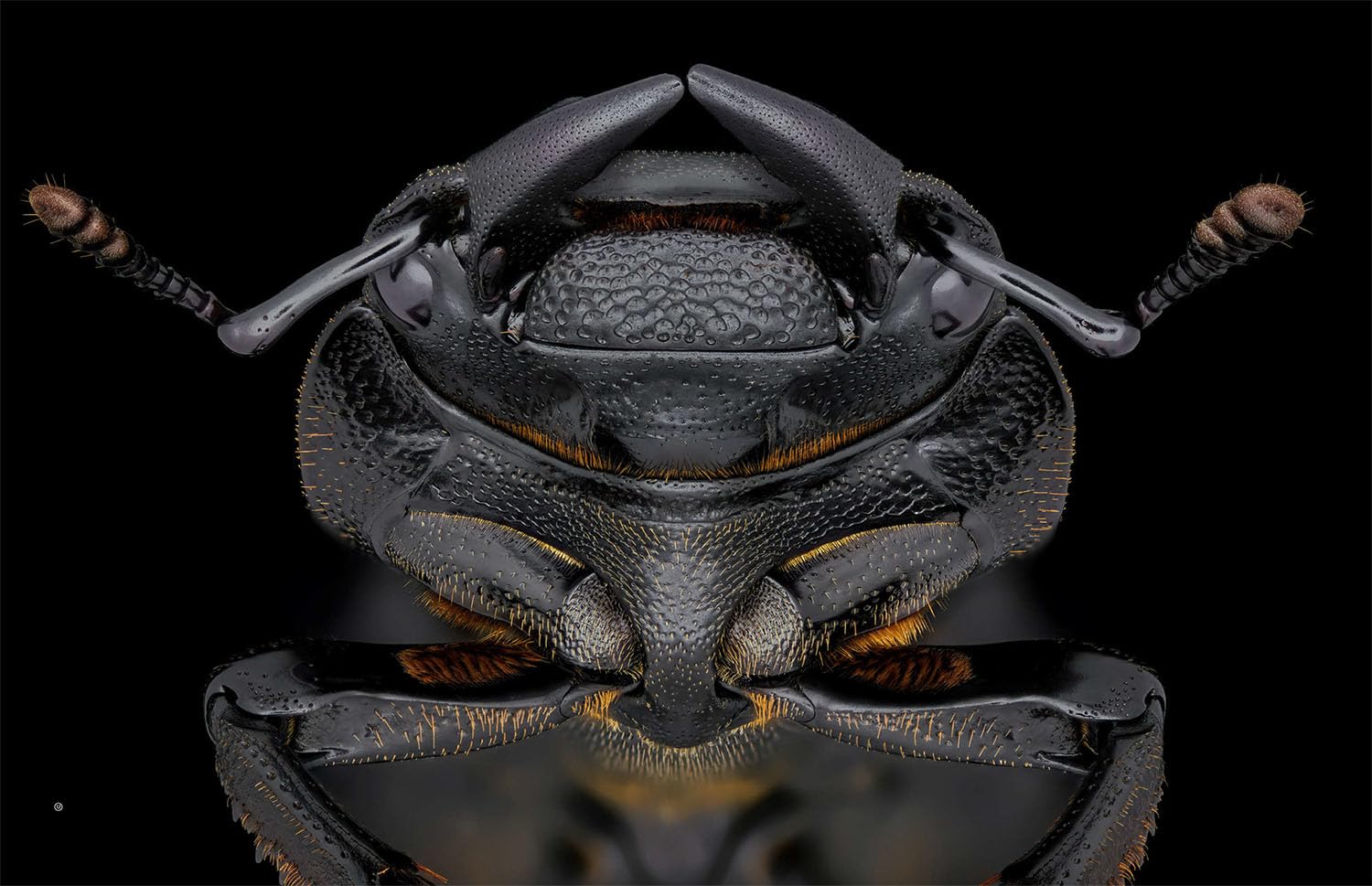 Von Angesicht zu Angesicht: Auf Augenhöhe mit heimischen Insekten - faszinierende Fotos und wissenswerte Wunderfakten