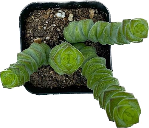 Miniatura 2 de Collar de bebé Crassula Rare Succulents Planta viva en maceta de 2 pulgadas con tierra totalmente enraizada. Fácil de cuidar, ideal para decoración