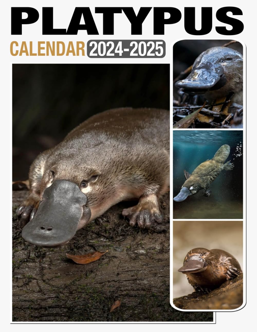 Platypus Calendar 2024 - 2025: A 24-Month for Jan 2024 to December 2025, Organizing & Planning, Gift For Friends And Family