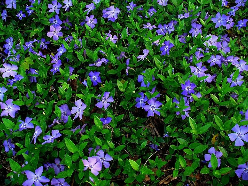 50 Plants Vinca Minor Ground Cover Plants Periwinkle/Vinca - Hardy Ground Cover Creeping Periwinkle Plants Live not Seeds