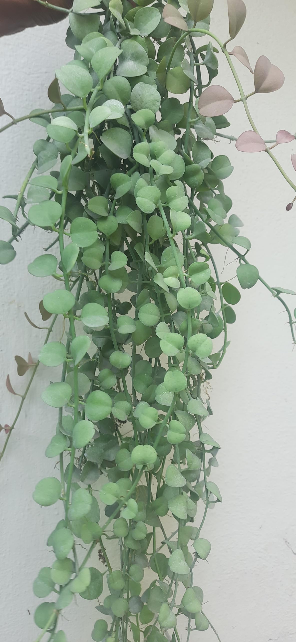 GREEEN EARTH Dischidia Oiantha LIVE PLANT (B08XPF7VDT) Amazon Price History, Amazon Price Tracker