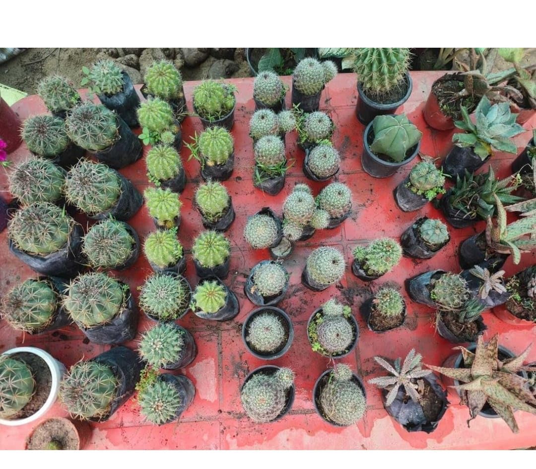 Assorted Live Cactus and Succulent Mini Plant Combo Mix Potted Miniature Spiny Desert Plants Pack for Home Garden Tabletop Balcony Office Desk Display and DIY Terrarium Decor in Nursery Grow Bags-image-18