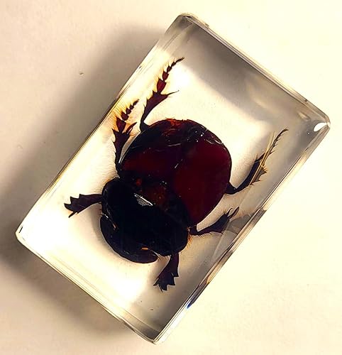 Miniatura 82 de Escarabajo de algodoncillo azul cobalto real de 1.732 in en espécimen de resina de lucita cristalina, insectos, insectos preservados, colección