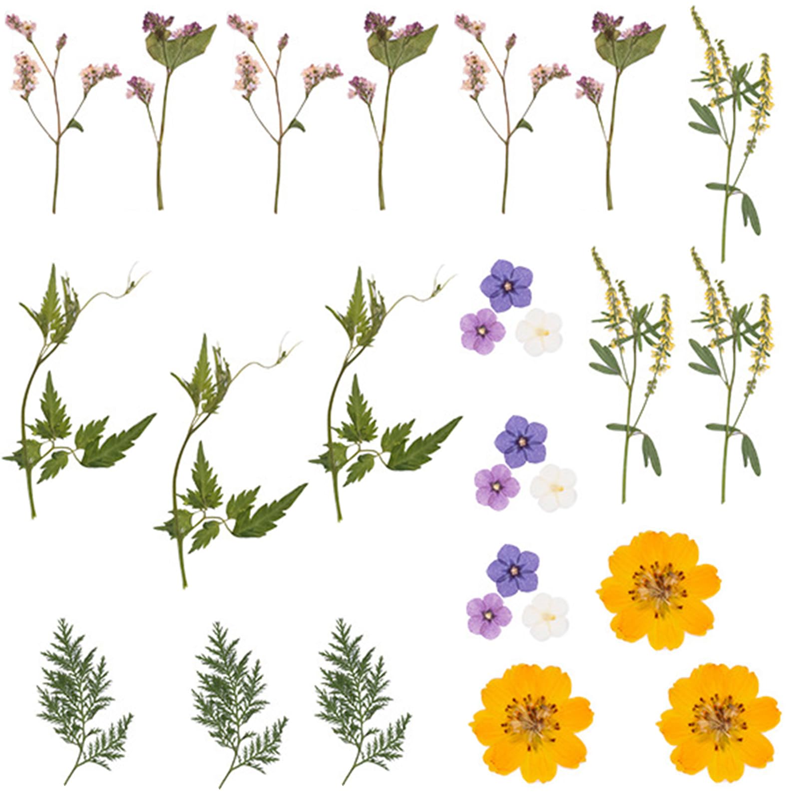 Carotoe B 18Pieces Dried Flower Art Supplies For Cards Creative And Permanent Plant Displays Creative Flower Projects