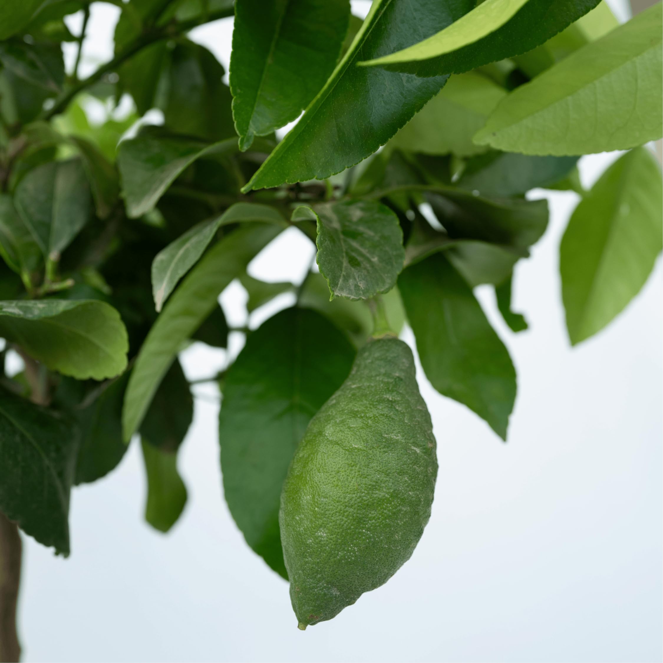 Plant in a Box - Citrus Limon - Limonero - Maceta 19cm - Altura 60-70cm