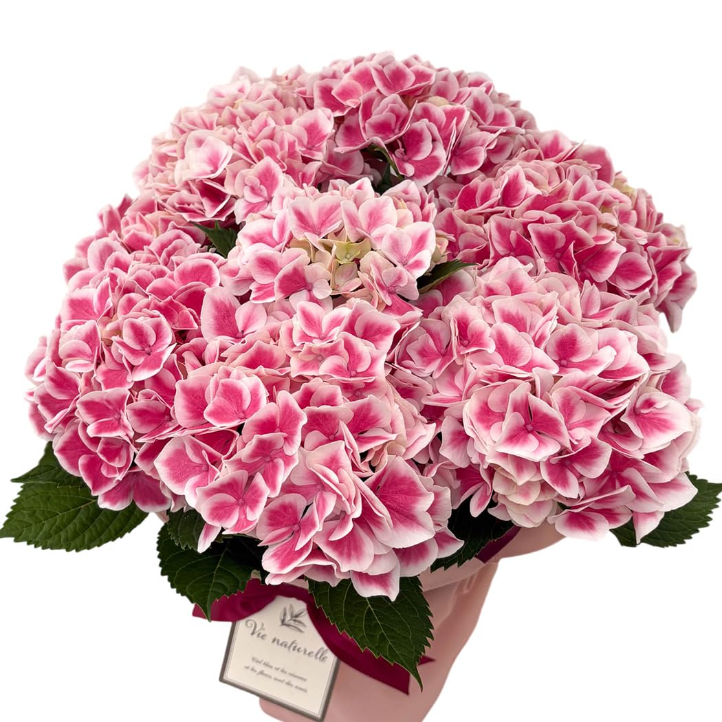 Amazon.co.jp: 【ありがとうを伝える】 母の日 花 紫陽花 ファースト