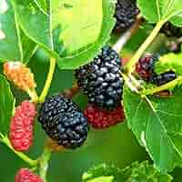 Yosh様用マルベリー(桑の実)の苗木５０本とカラタチ苗木50本 Amazon.co.jp: 大実 マルベリー（桑の木） (大実 マルベリー（桑