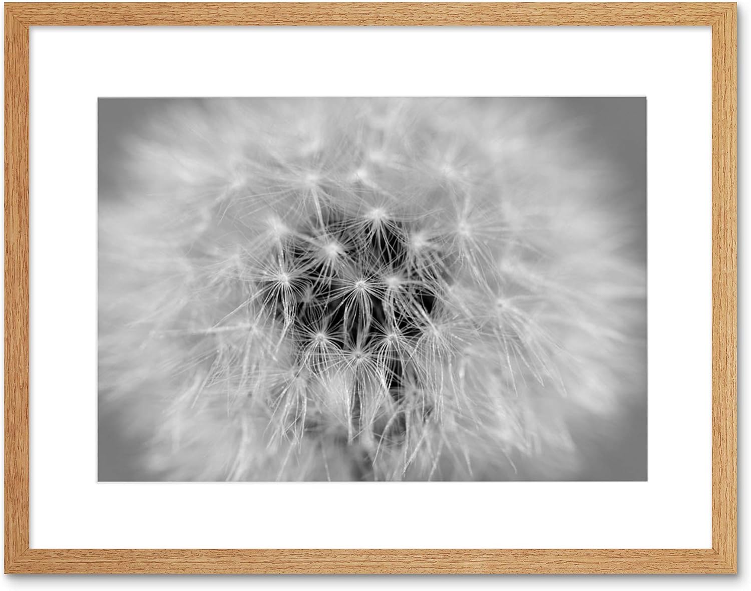 PHOTO BLACK WHITE DANDELION SEEDS FRAMED PRINT F12X2822