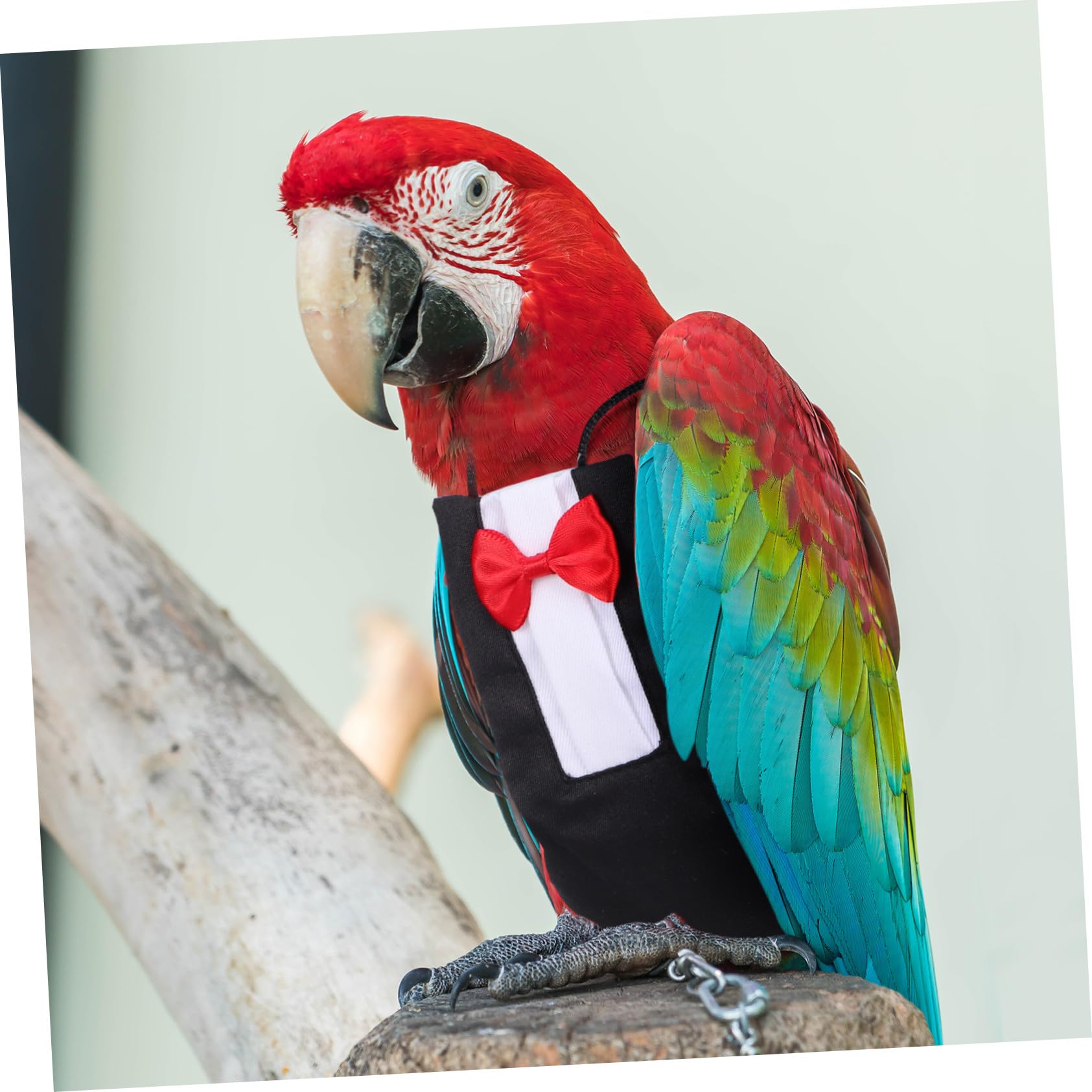 ibasenice 2 Stück Waschbare Papageienwindel Mit Bowknot Design Weicher Vogelfluganzug Für Wellensittich Nymphensittich Und Kleine Vögel Reise Alltag