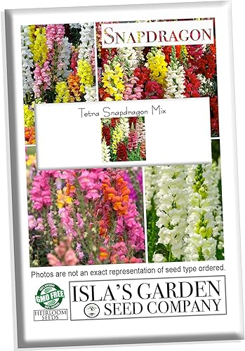 Semillas de Snapdragon Tetra Mix para plantar, más de 2000 semillas de flores por paquete, semillas de jardín de Isla (semillas de jardín de Isla), disponible en Yaxa Colombia