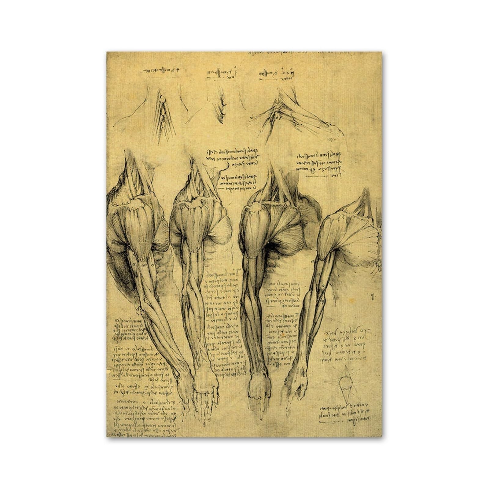 Manuscrit d'anatomie médicale en affiche nordique pour mur d'hôpital