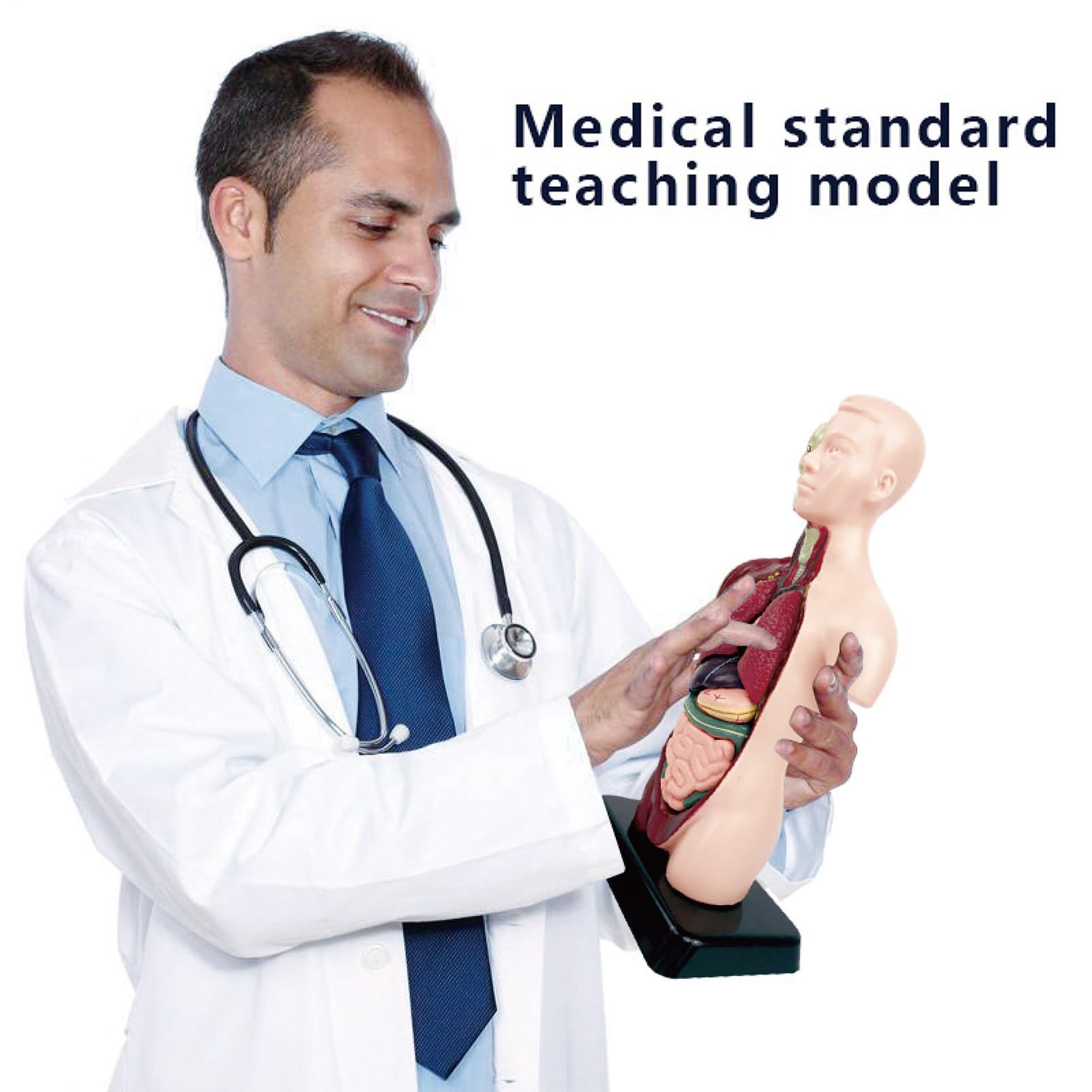 Modelo del Cuerpo Humano Kit Científico Educativo Desmontable Y Realista