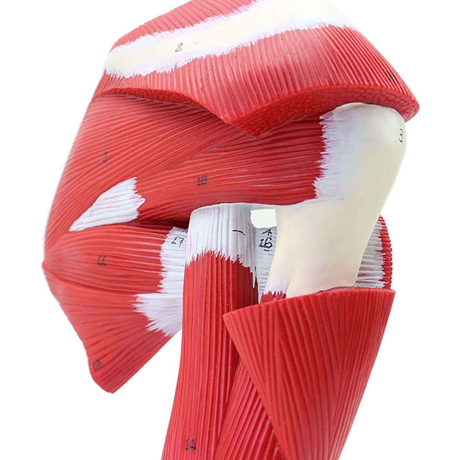 Model Anatomiczny Kończyn Górnych Człowieka Ze Stawowym Modelem Mięśnia Górnego, Model Anatomiczny Szkieletu Ludzkiego, Medyczny Materiał Dydaktyczny