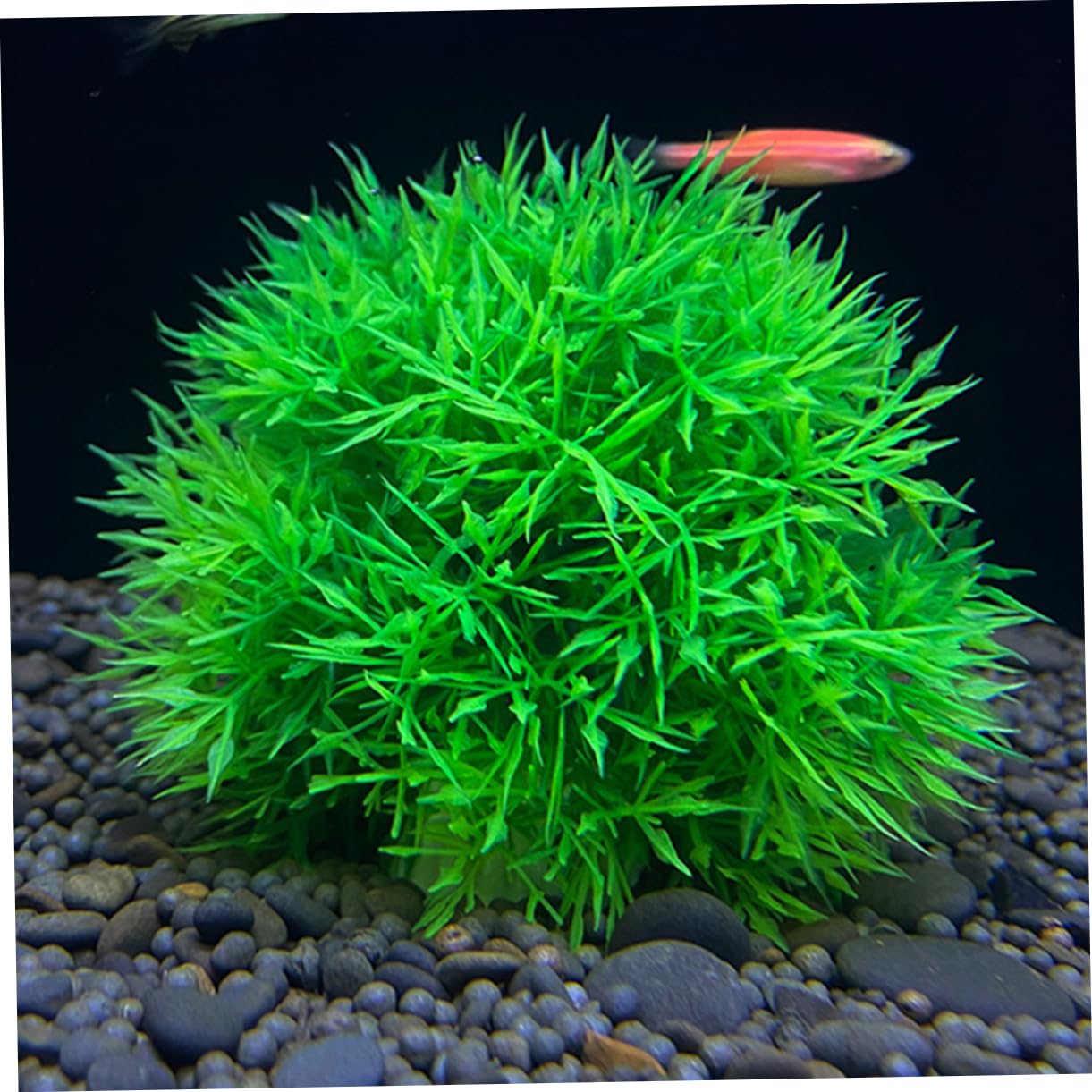 Ciieeo 4 Juegos De Plantas Artificiales para Acuario Decoración De Peceras Plantas Acuáticas Simuladas para Estanque (2 Unidades)