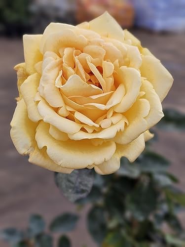 Miniatura 6 de Árbol de rosas, planta de floración viva, 4-5 pies de alto, refloreciendo todo el año, maceta de 5 galones (rosa ororo - té híbrido - ligeramente