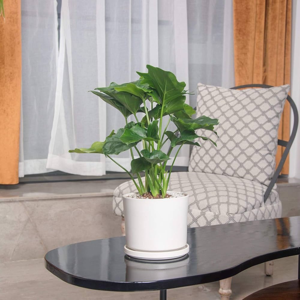 大きい プランター 鉢 陶器 花柄 スペイン 受け皿付 白 洋風 北欧 未使用 71KDYpuFK4L._UF1000,1000_QL80_.jpg