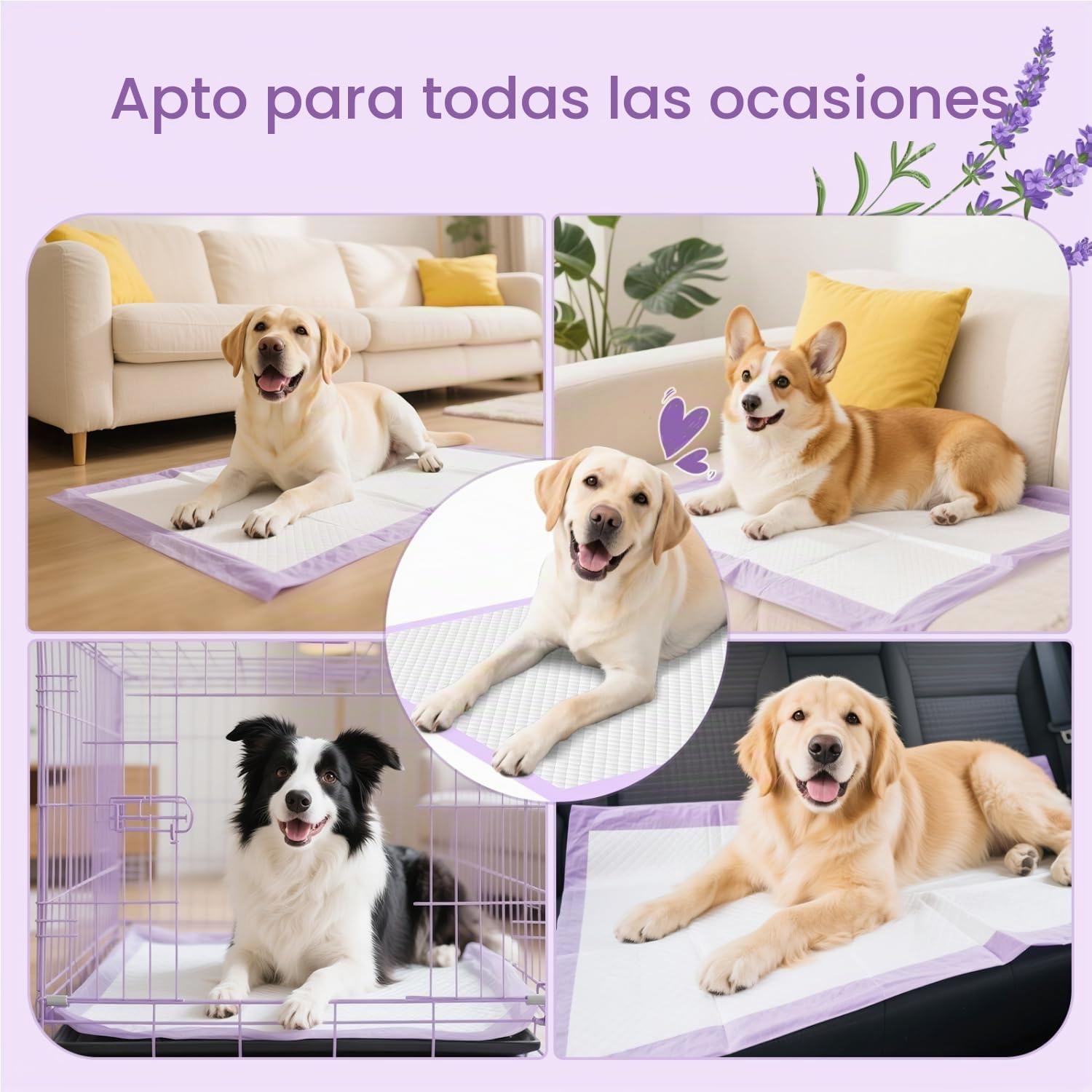 Nobleza Empapadores Perros con Aroma Lavanda, ¡Fragancia Relajante! 60x90cm (50 Unid), Absorción Instantánea y Secado Rápido, Almohadillas de Antiderrames de Perros y Cachorros