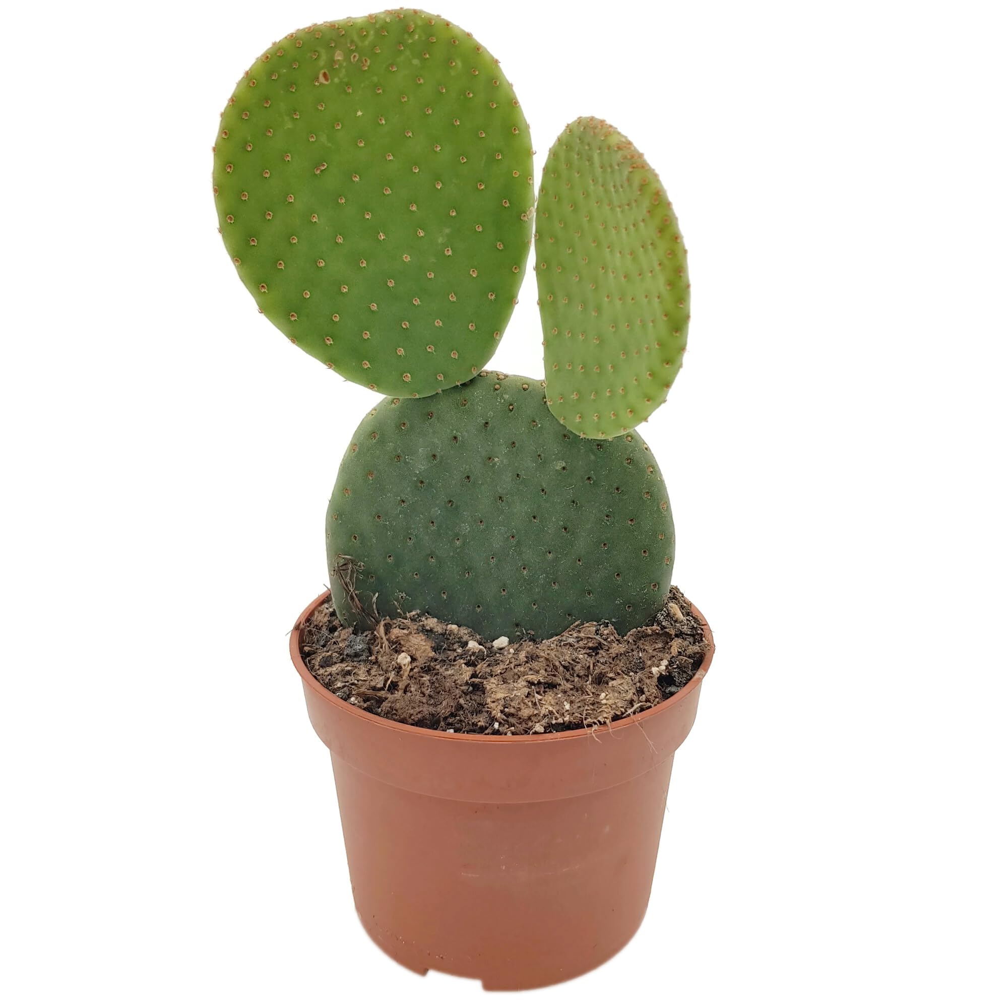 Fangblatt - Opuntia microdasys inermis - exotischer Hasenohr-Kaktus OHNE  Dornen - pflegeleichte Zimmerpflanze : Amazon.de: Garten