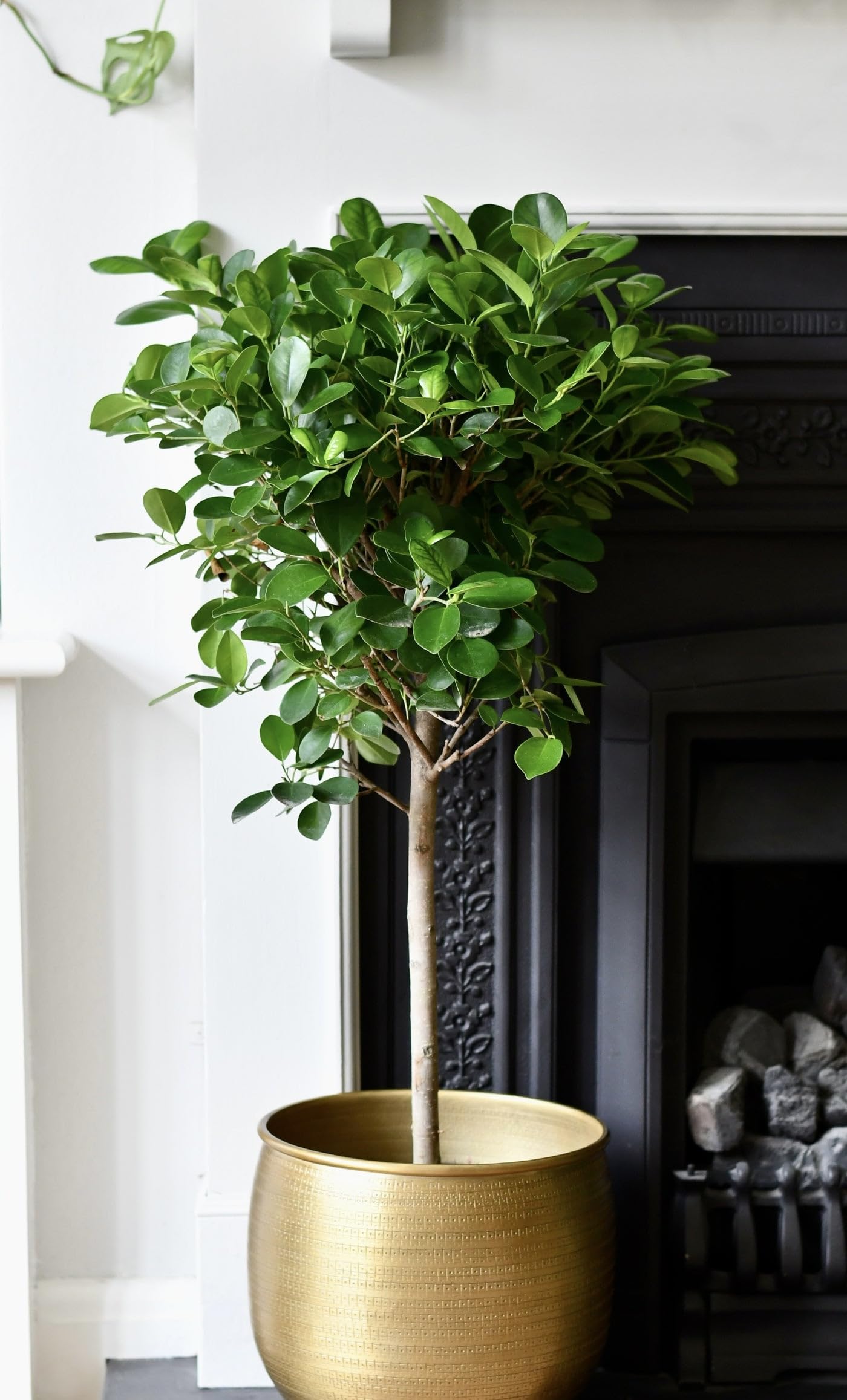 2 Chinese Banyan Live Plant Bonsai indoor plant,With in pot/Ficus Microcarpa Live Plant | China Bot Plant tree for indoor and Home Decor|(Pack of 2)-picture-10