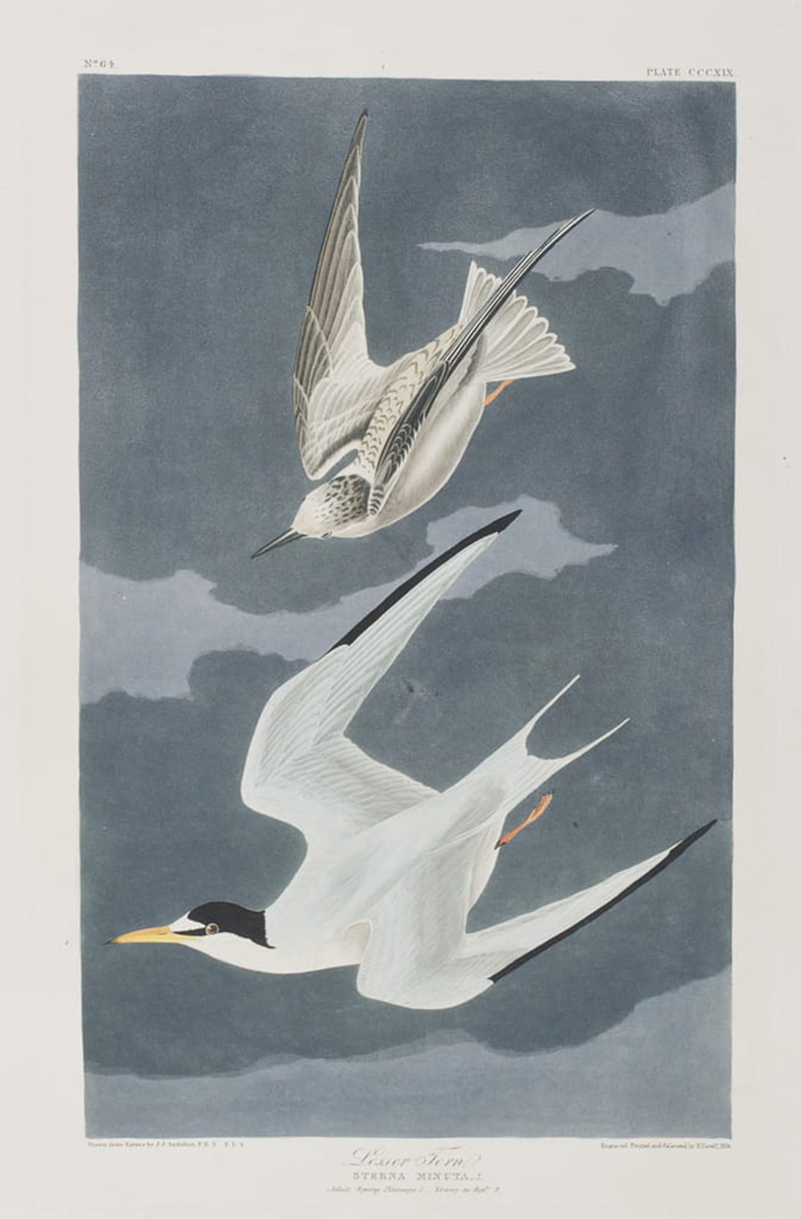 ARTXLXXBN Famous Art Print Poster Vintage Wall Art Illustration From birds of America by John Jamess Audubon Canvas Art Poster for Home Decor 60x90cm