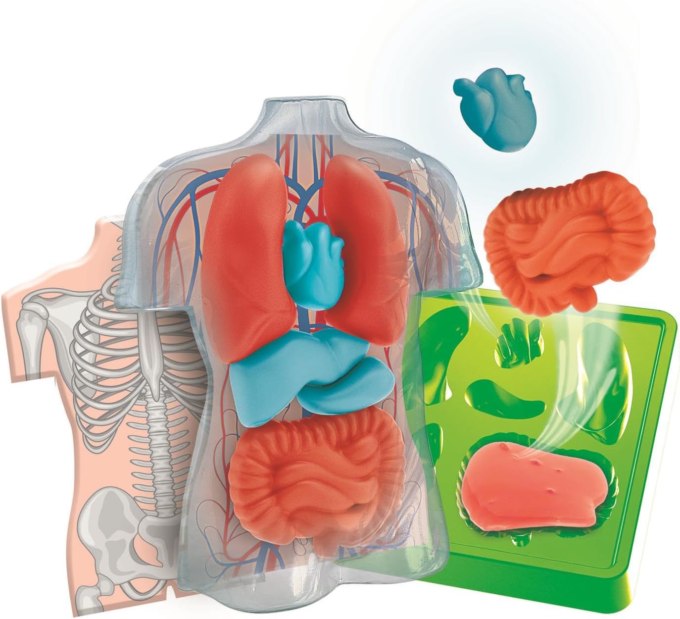 Squishy Organs Anatomy Kit