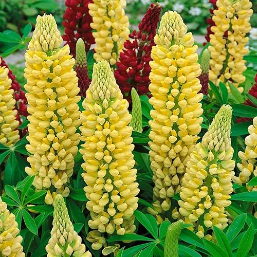 Miniatura 5 de Outsidepride Lámpara de araña de altramuces amarillas con flores silvestres - 1000 semillas