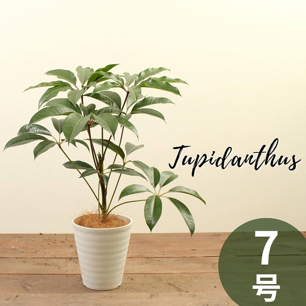 Amazon｜ツピタンサス 7号 受け皿付 【観葉植物 本物 シェフレラ