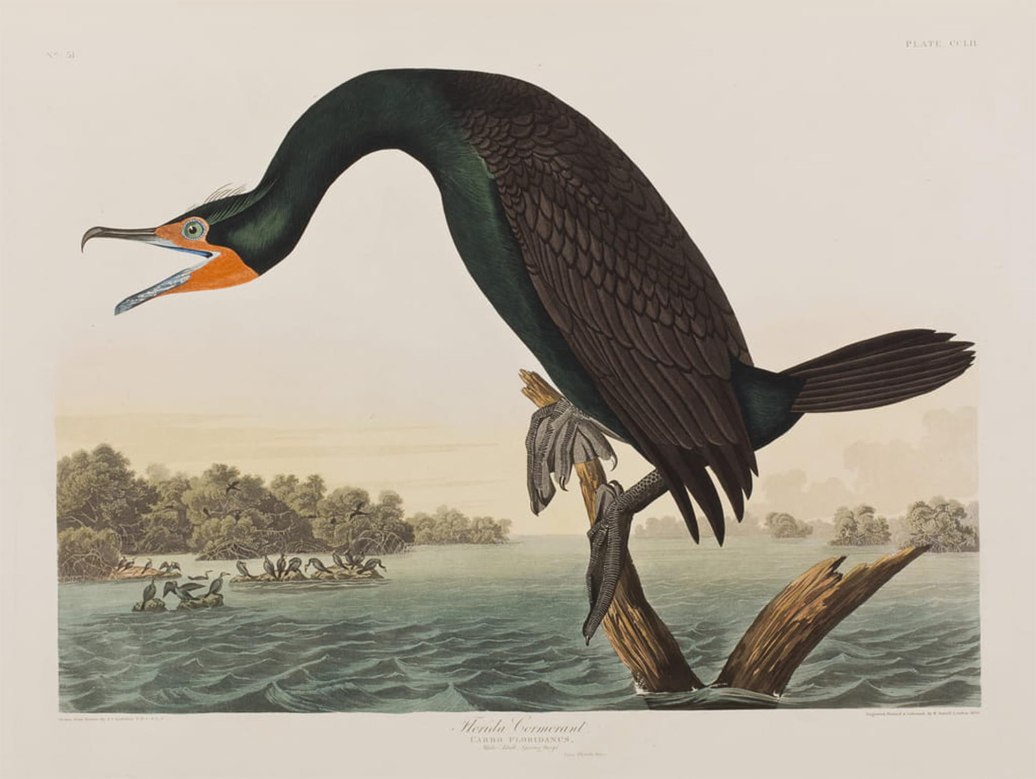SERENDIPITP Abstract Painting Mural Print Picture Wall Decor Painting Illustration From birds of America by John Jamess Audubon Vintage Wall Artwork for Home Decor 60x90cm