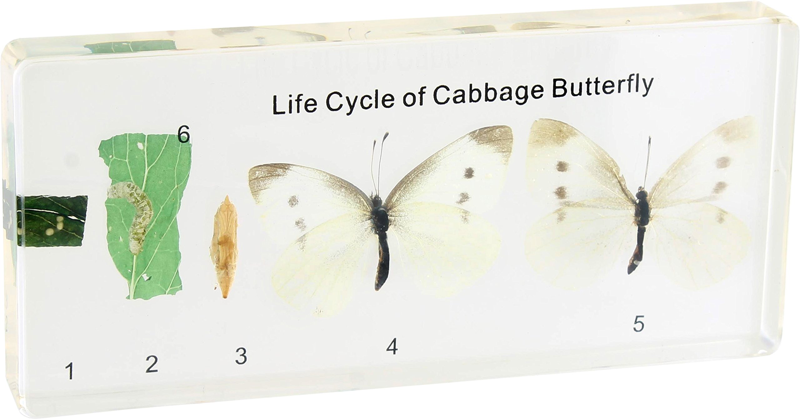 Cabbage White Butterfly Life Cycle