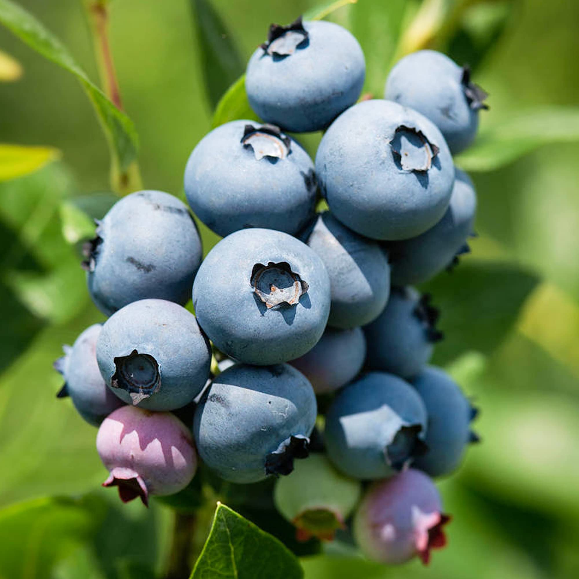Blueberry Vaccinium corymbosum 'Jersey' Deciduous Fruit Shrub | 9cm Pot — image 1