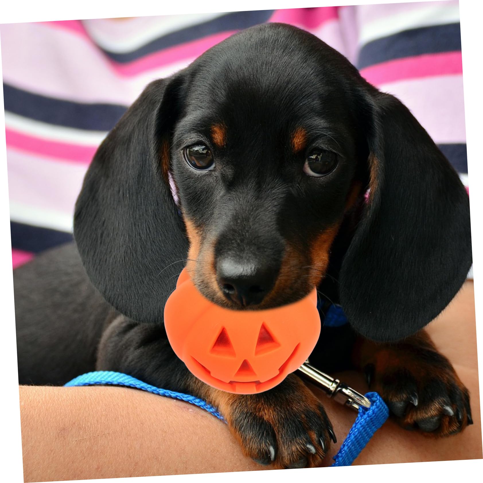 ibasenice 12 Stck. Teiliges Halloween Quietschspielzeug für Hunde und Katzen Bissfestes Langlebiges Kauspielzeug in Kürbisform Fördert Spielerisches Beißen und Zahnpflege für Welpen und