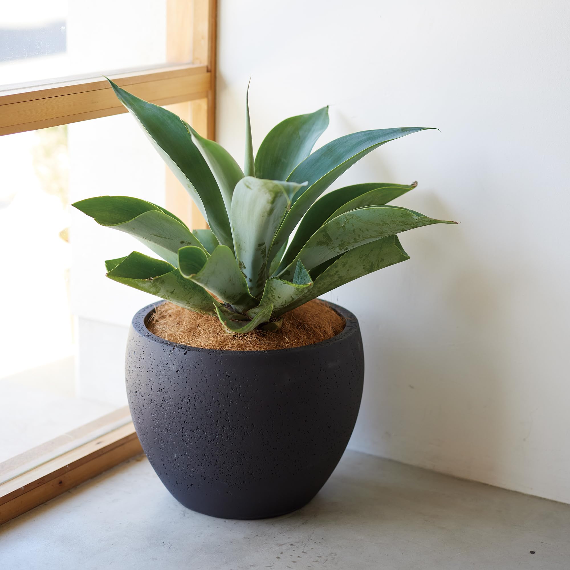 Amazon | 植木鉢 大型 ラバ ボウル LA02 M 14号 | 鉢 Amazon | 植木鉢 大型 ラバ ボウル LA02 M 14号 | 鉢