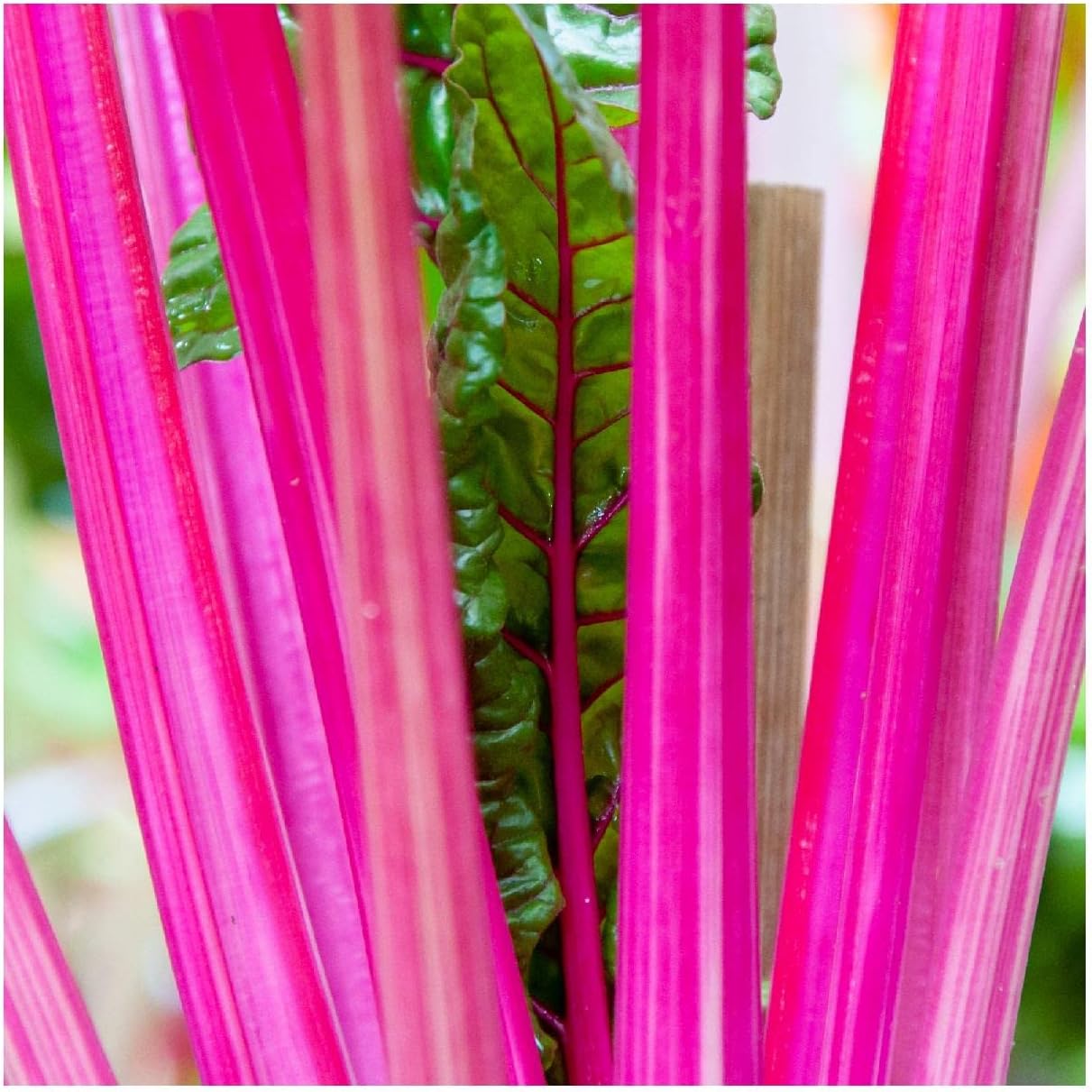 Everwilde Farms - 1/4 Lb Pink Lipstick Swiss Chard Seeds - Gold Vault