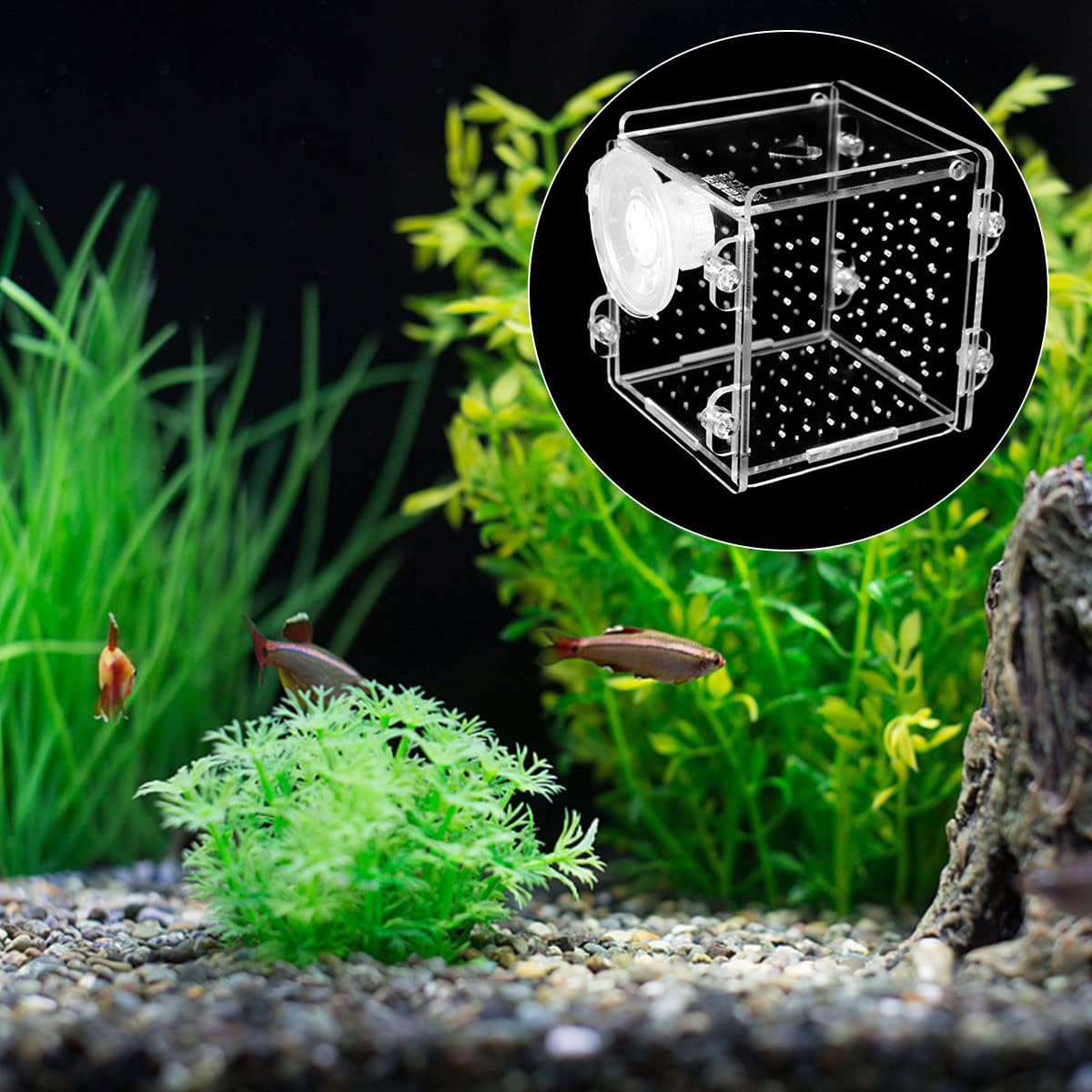 Scatola di Allevamento di Pesci Scatola di Isolamento per Acquario in Acrilico Trasparente con Ventosa Appendere Pesci gamberetti incubatoio per Acquario