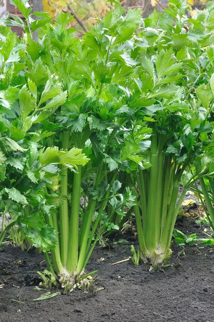 Radha Krishna Agriculture® imported Celery Herbs Seeds For Kitchen Gardening | Pack Of 30 To 40 Seeds
