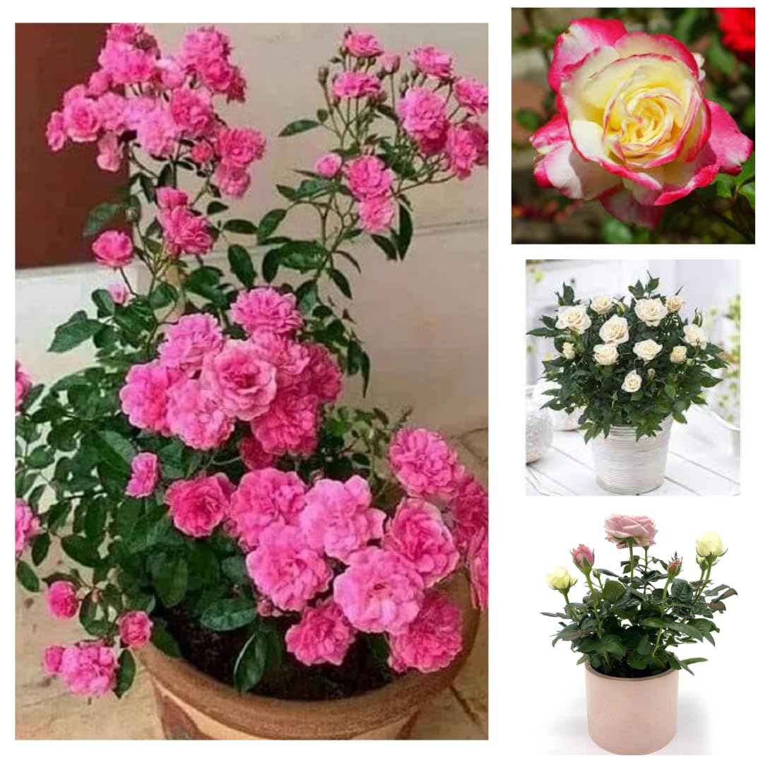 "Live Rose Plants Combo Pack - Set of 4 Multicolor Varieties 12 Months Flower | Blooming Garden Plants for Home | Ideal for Gardeners - Super Healthy Rare Plant Indoor/Outdoor " (B0D96C1716) Amazon Price History, Amazon Price Tracker