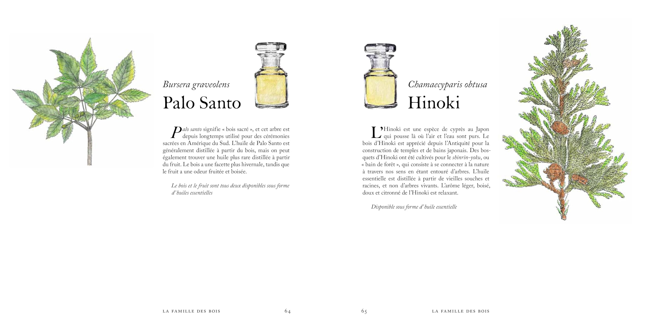 Voyage dans le monde du parfum - Le musée des senteurs