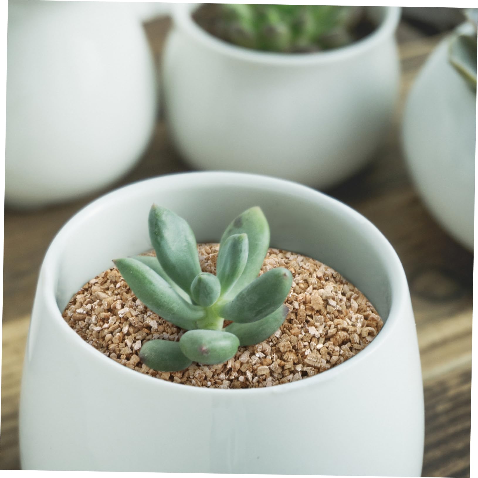 POPETPOP Vermiculite Fine 3l pour Jardinage, Granulés de Culture