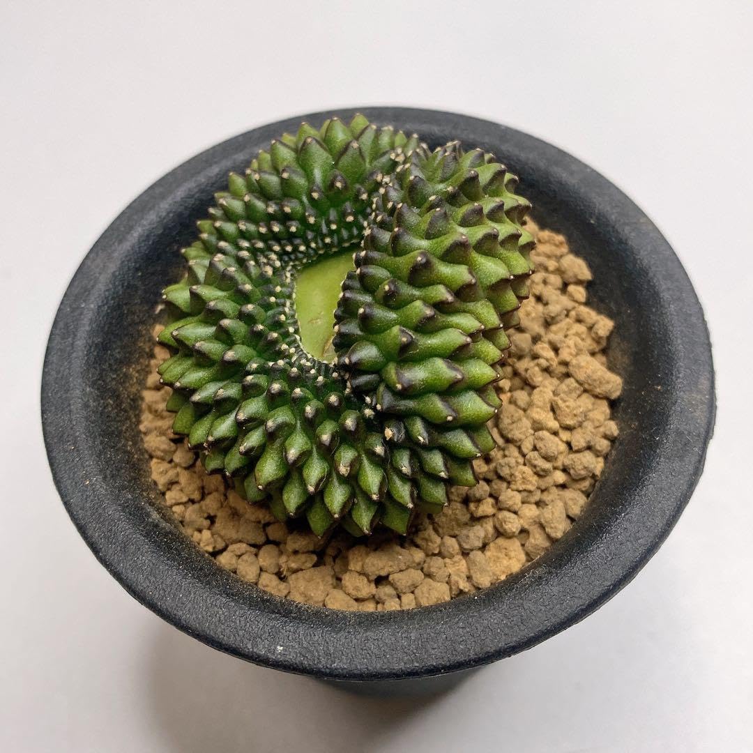 Amazon.co.jp: レア多肉植物 サボテン ギムノカリキウムトゲ無し