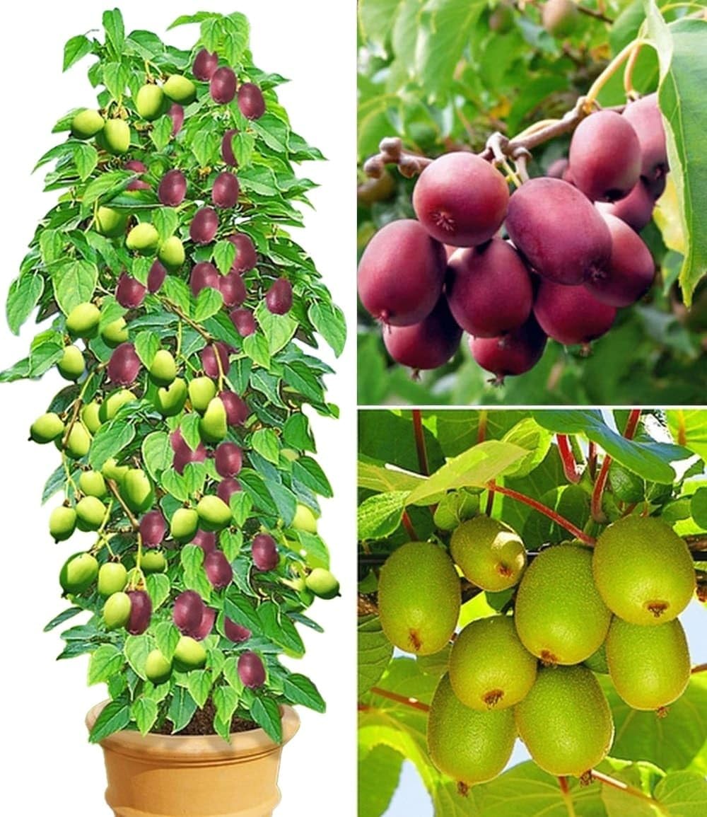 BALDUR Garten 3er DUO-Kiwi-Turm-Kollektion, Pflanzen im 9x9 cm-Topf, 1 Kens Red + Befruchter Nostino und 1 Issai Pflanze, Actinidia arguta, winterhart, reiche Ernte an Früchten
